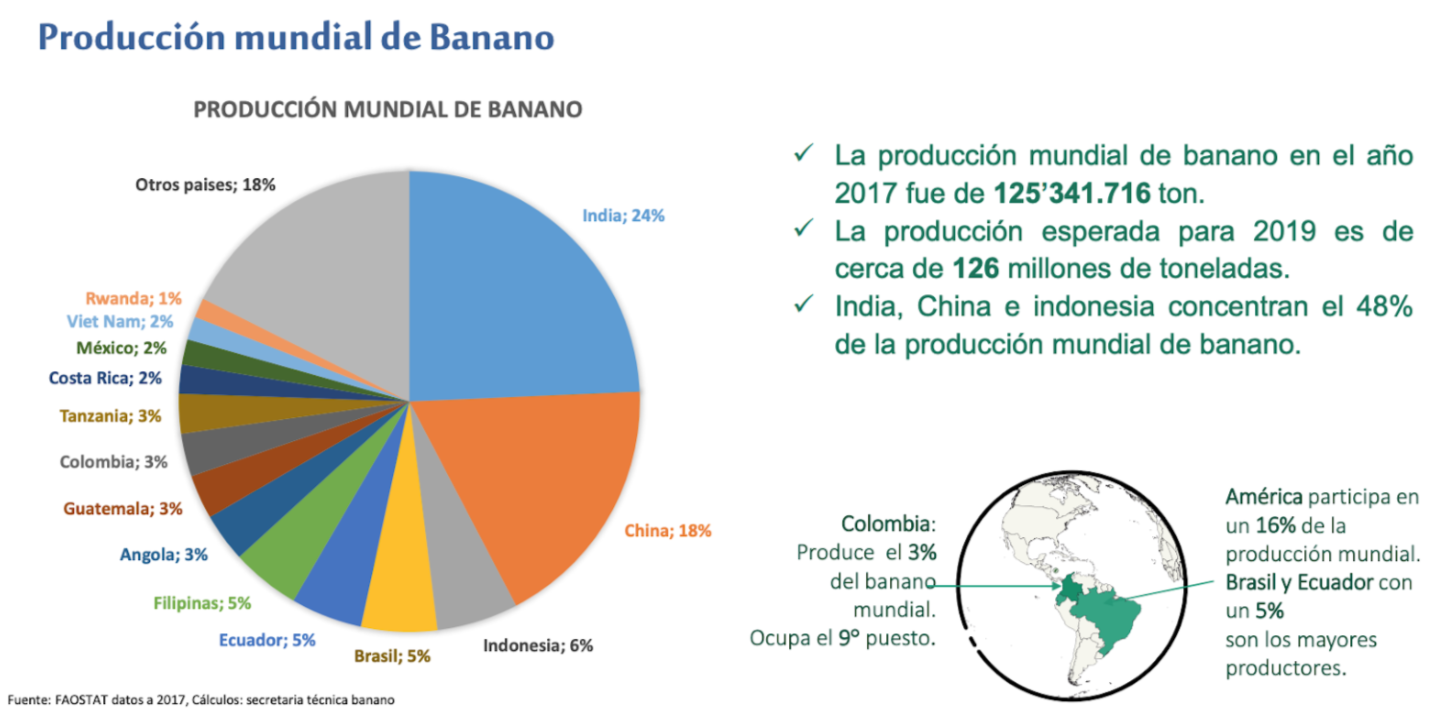 Cadena de Banano. Dirección de Cadenas Agrícolas y Forestales, Ministerio de Agricultura, Junio de 2021