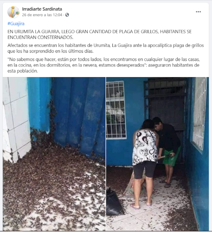 grillos urumita