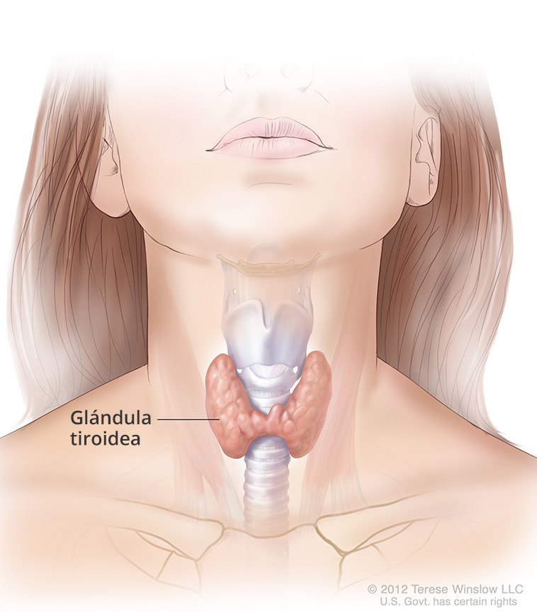 imagen tiroides